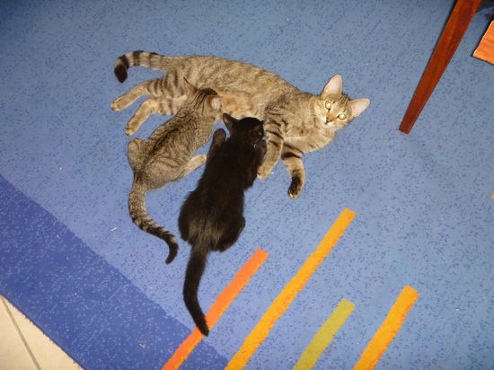 eine ihrer Katzen hatte 2 Junge
