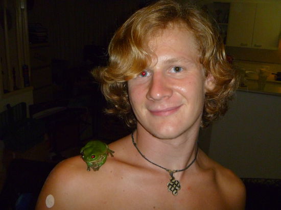 ein grüner Baumfrosch