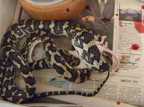 wir danach an die schlangen verfütterten