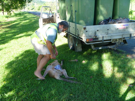 Auf dem weg zum tierpark nahmen rob und ich ein totes Wallaby mit um es an die Krokodile zu verfüttern.