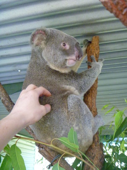 Koalas haben ein richtig weiches Fell