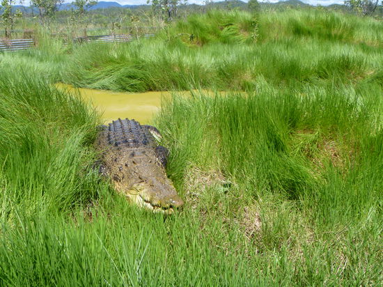 Dieses hier ist 4,4m lang