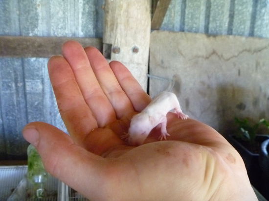Eine baby Ratte die...
