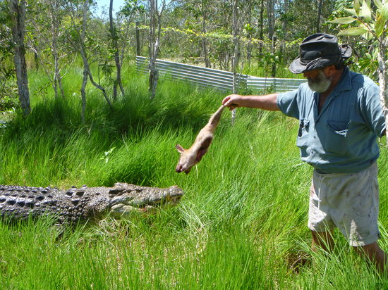 Krokodilfütterung mal anders 