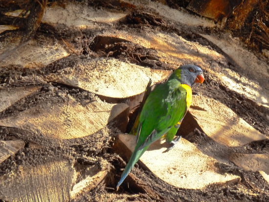 Mein erster Papagei echt cool.