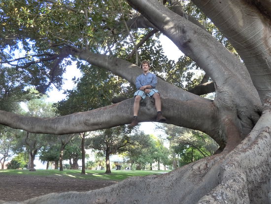 Die Baume sind Gewaltig