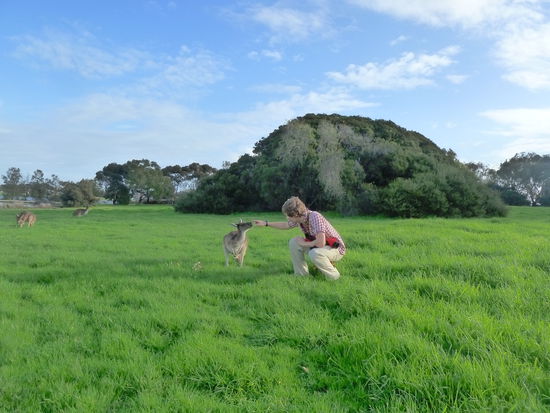 In einem Park in Perth. Kängarus sind niedlich.