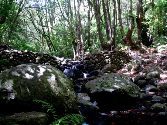 ein Teil des wunderschönen Lorbeerwaldes...