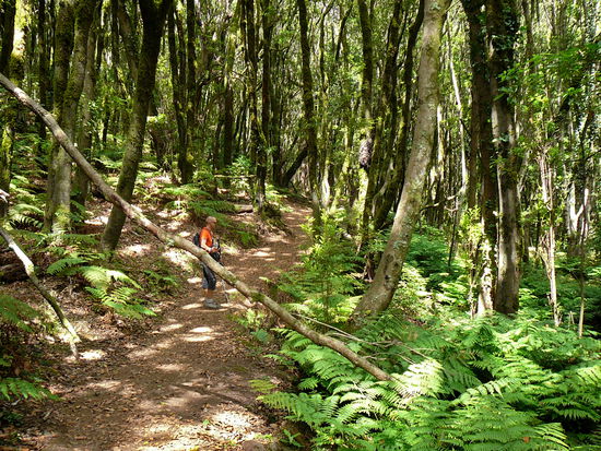 Mitten im Lorbeerwald...
