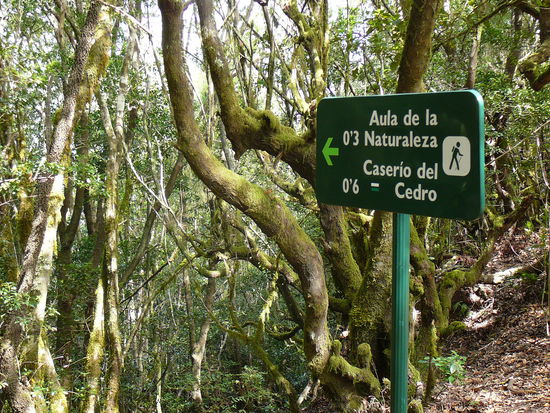 ein Teil des wundervollen Lorbeerwaldes auf La Gomera aus dem Jahr 2008