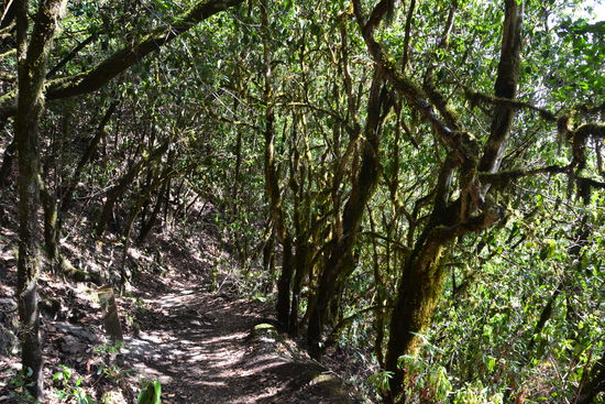 Tour von Las Creces nach Vallhermoso