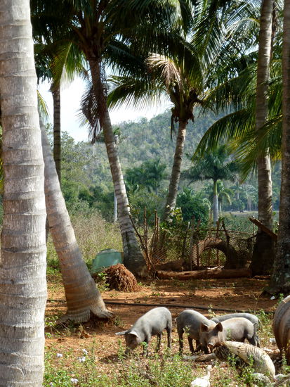 hier gibt es noch glückliche und freilaufende Tiere
