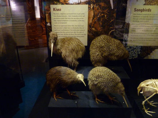 Endlich KIWIS gesehen