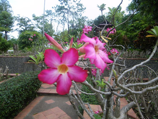 Orchideen auf der Insel