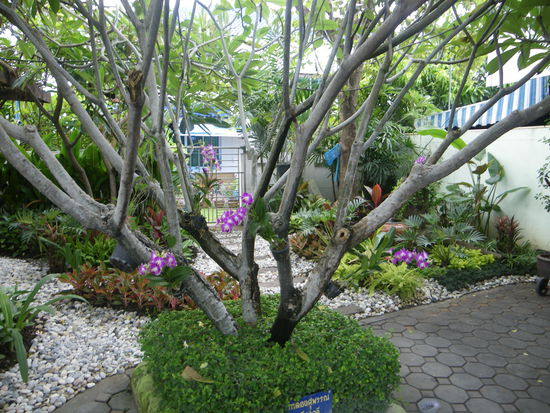 Soviel zur Gartenpflege der Thais: Dieses schöne Exemplar war ein Teil einer Tankstelle (!) entlang eines Highways - man fragt sich schon manchmal wer sich da diese ganze Arbeit antut - solche kleinen Gärten findet man überall