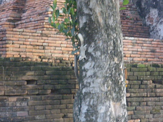 Na, wer findet das Eichhörnchen auf diesem Bild?