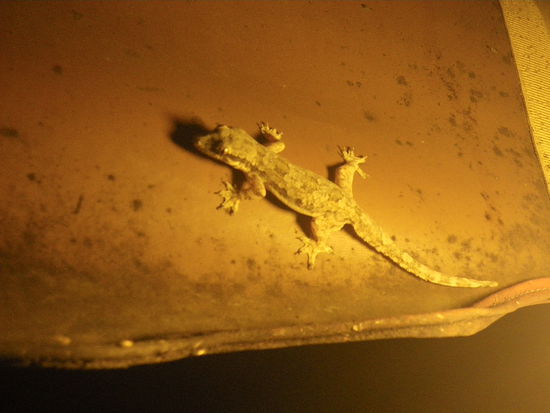 Gecko beim Abendessen (nicht nur unseres, denn dem kleinen Kerl konnte man direkt beim Moskito-Verspeisen zusehen, sehr brav!)