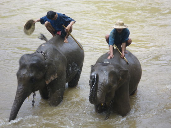 Die Elefanten beim Baden vor der Show!