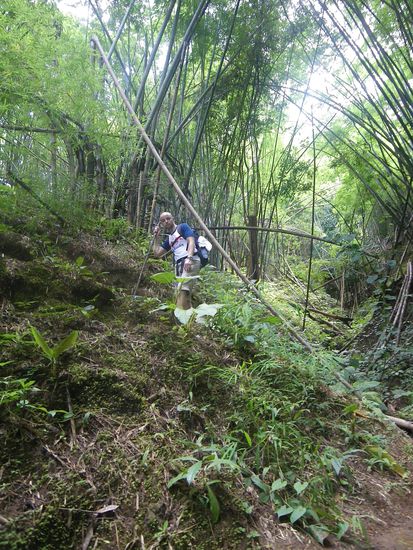 Dann durch dichten Wald mit meterhohen Bambus-Stauden