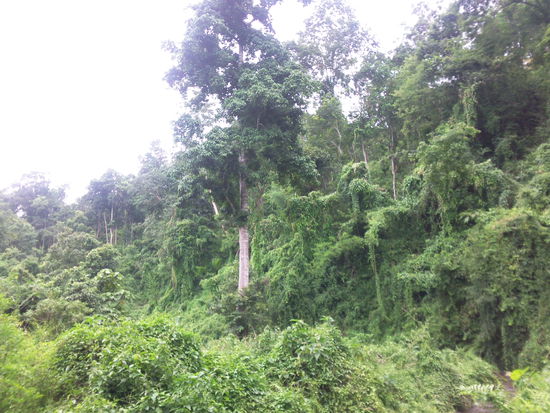 Wunderschöner Monsunwald