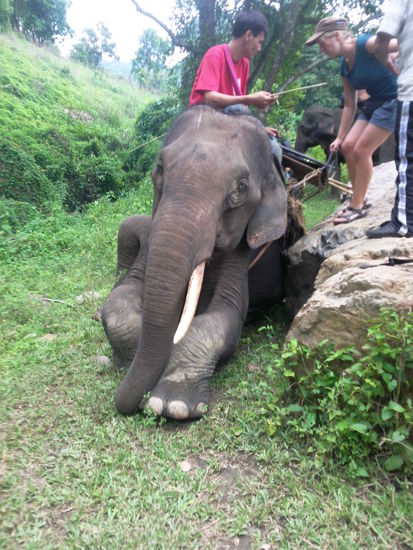 Auf einmal waren mitten im Wald 6 Elefanten, nun hieß es aufsteigen und sich gemütlich zum Bergdorf der Palaung bringen zu lassen