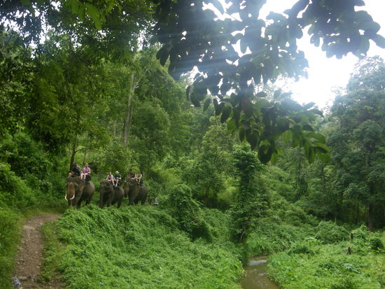 Wilde Herde im Wald...