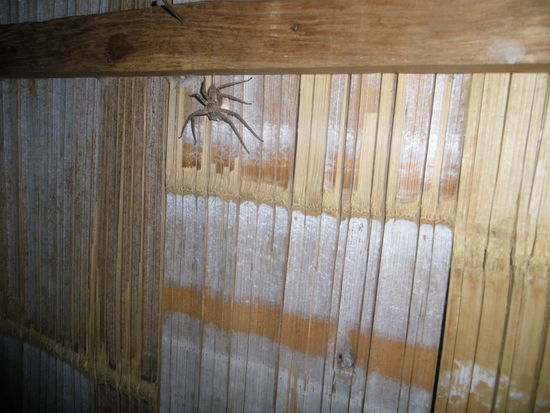 Dieses Prachtexemplar!