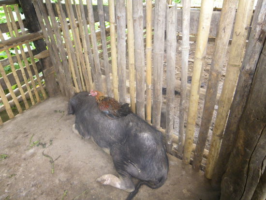 Massage für Schweine - nur 100 Baht / Stunde