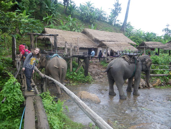 kurz nach entstehung dieses fotos, putzte sich der linke elefant die ohren mit seiner rüsselspitze aus