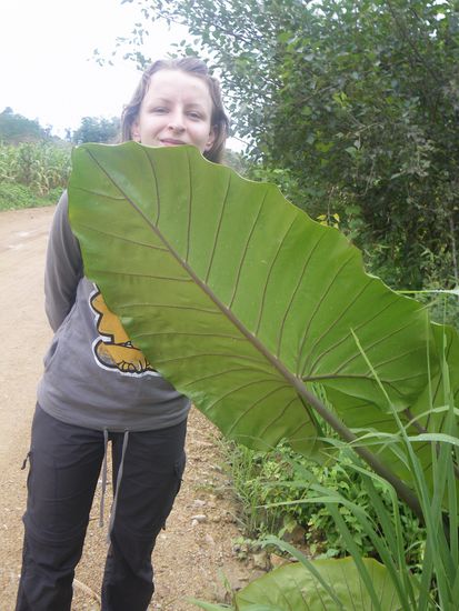 kleine heidi großes salatblatt