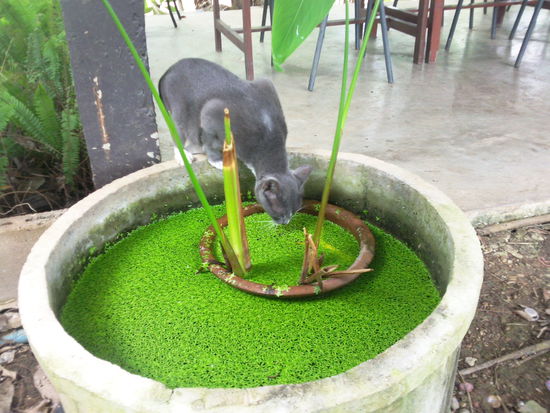 Heidis neue Lieblingskatze