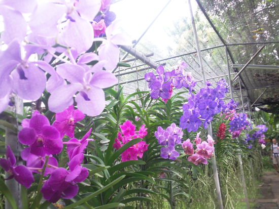 In der orchideenfarm - blüten in allen Farben und Formen
