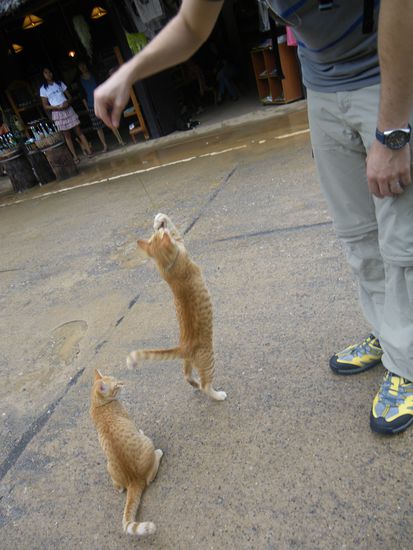Viele lustige kleine Katzen