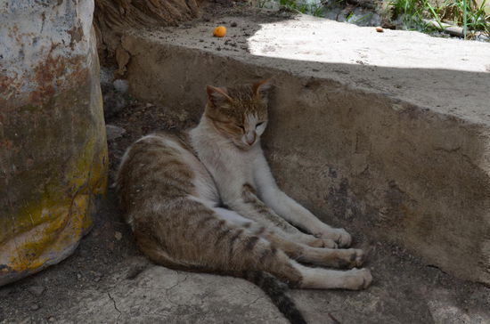 Ladakhi Kitten in Alchi
