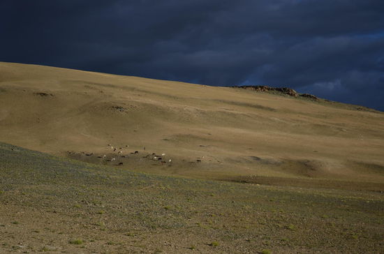 Unser Lastenpferde beim verdienten Feierabend!
