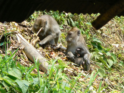 Familie beim Lunch