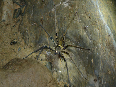 Höhlenspinne