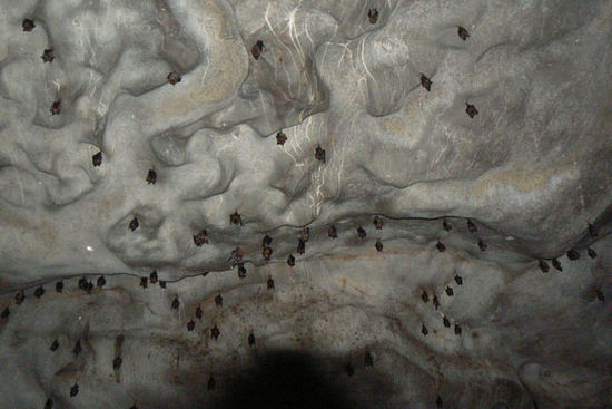 Fledermäuse