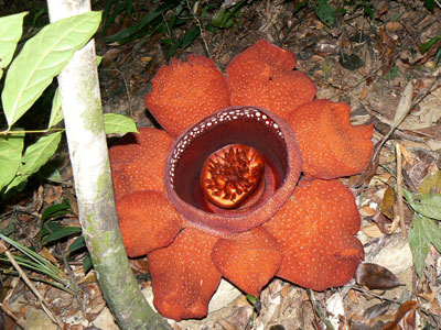 diese Blüte hat 8 statt der üblichen 5 Blätter
