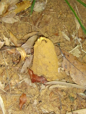 Zikadenhügel