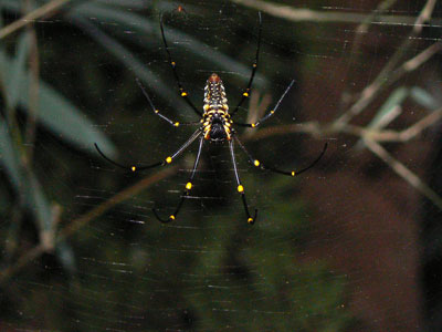 im Netz dieser Spinne können sich sogar kleine Vögel verfangen