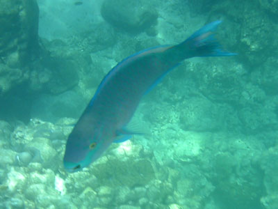 ein Papageifisch