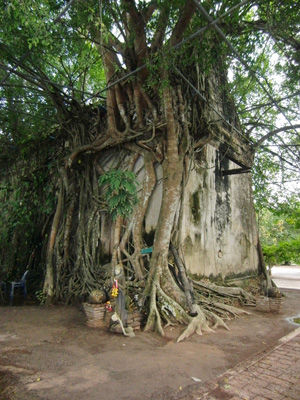Tempelbaum oder Baumtempel?