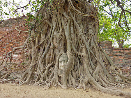 der berühmte Buddhakopf in den Wurzeln des Feigenbaumes