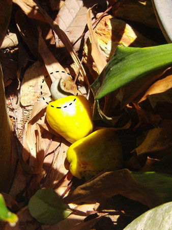 reife Cashewfrüchte