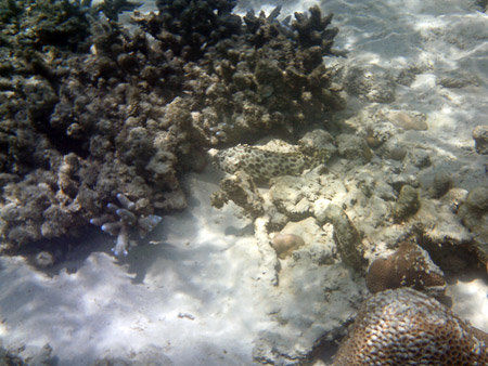 verschieden Korallen und ein gefährlich aussehender Fisch