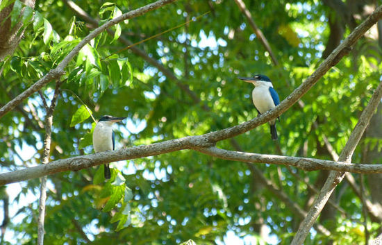 Zwei Halsbandlieste (Collared Kingfisher)