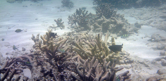 noch eher weniger eindrucksvolle Riff-Szenerie