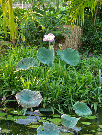 Lotus