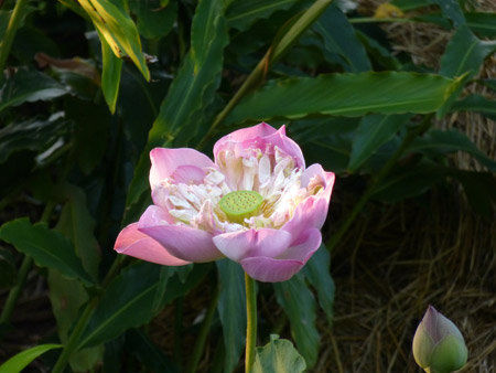 Lotusblüte - Detail
